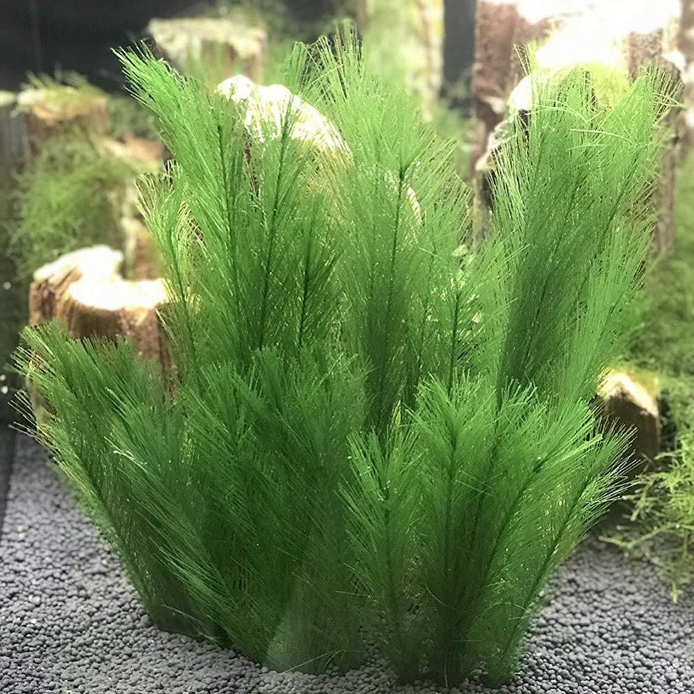 1/3 adet 28/40cm akvaryum balı - Aquarium Plant Live incelemesi ve fiyatı