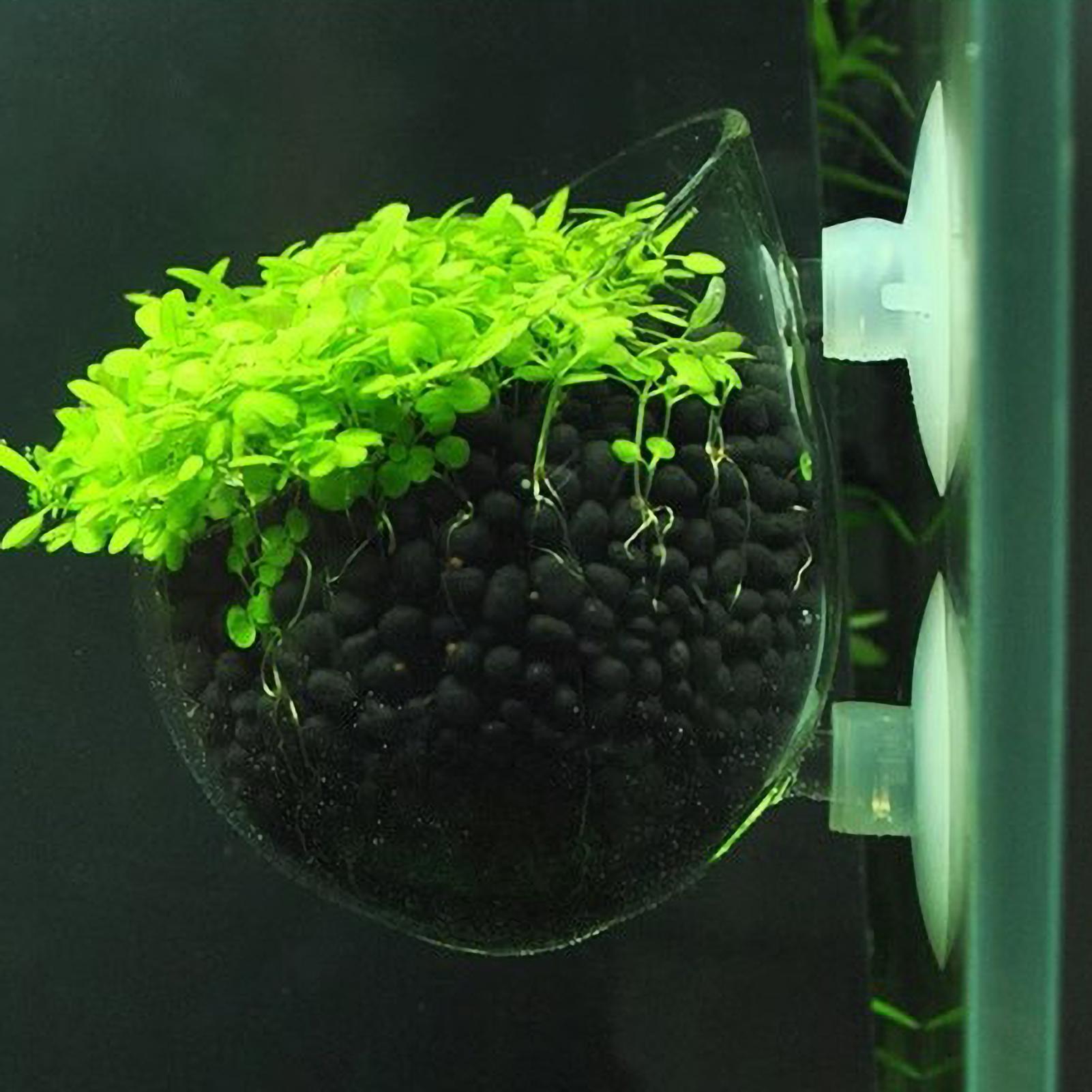 Akvaryum Bitki Tutucu Cam Su B - Aquarium Plant Live incelemesi ve fiyatı