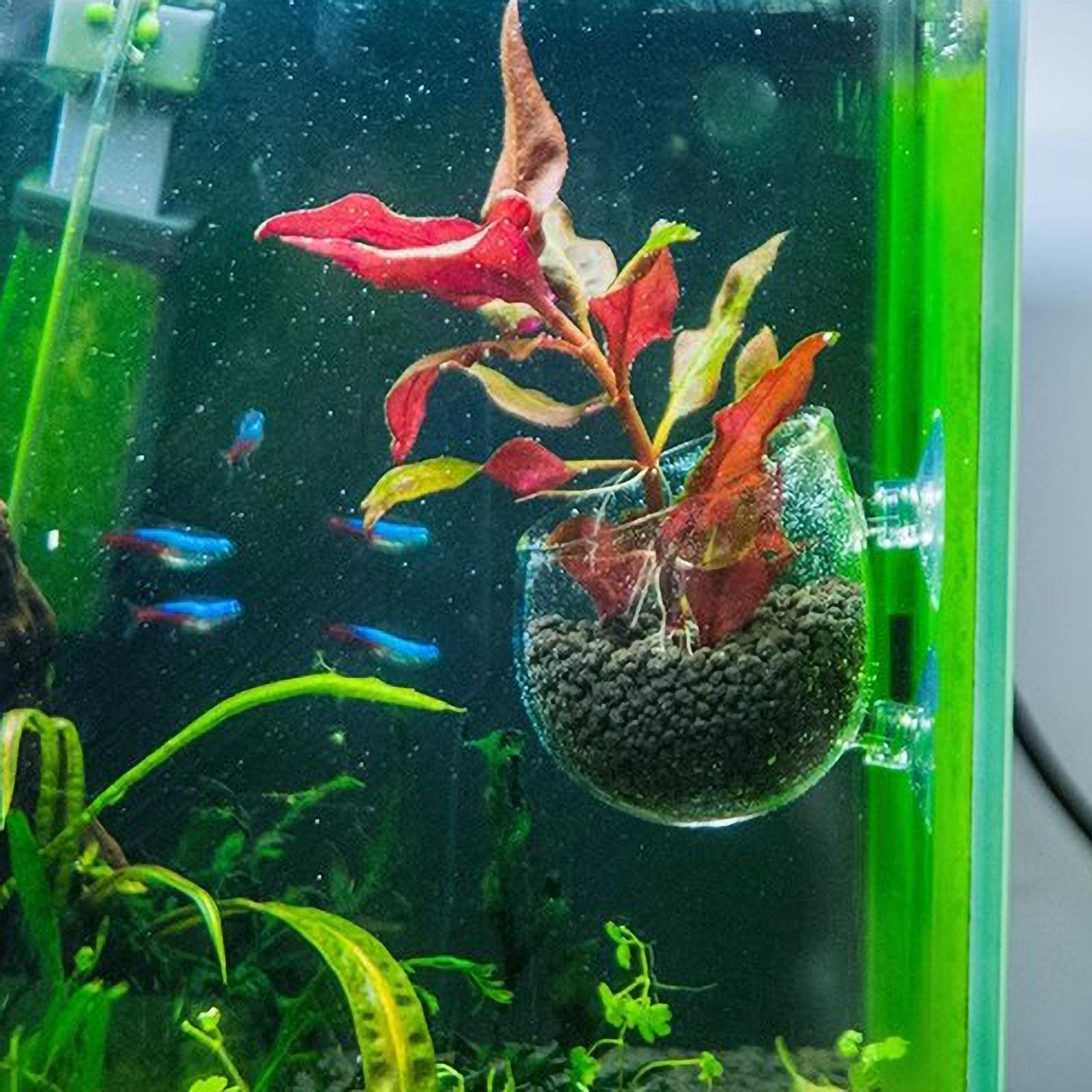 Akvaryum Bitki Tutucu Cam Su B - Aquarium Plant Live incelemesi ve fiyatı