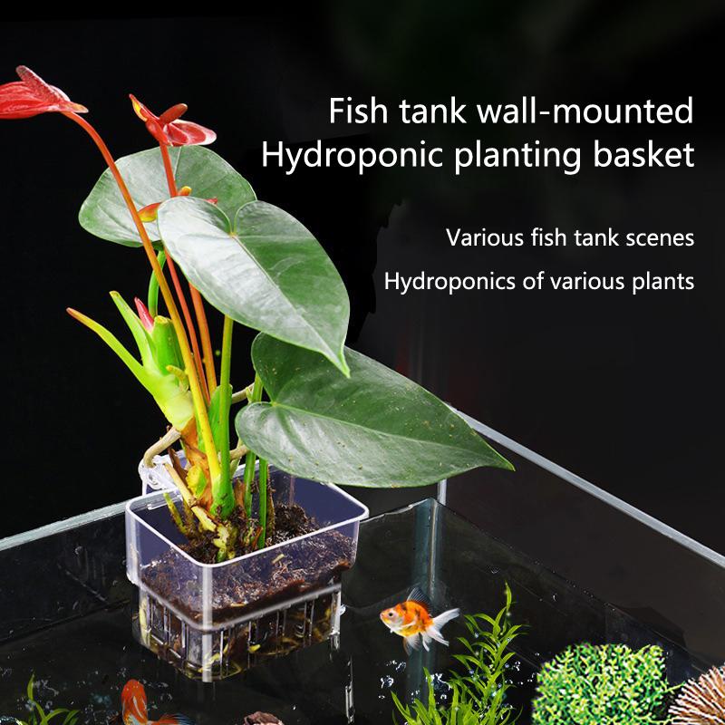 Akvaryum Hidroponik Dikim Kabı - Aquarium Planted Tank Setup incelemesi ve fiyatı